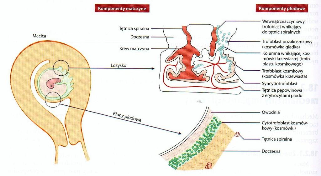 Schematyczne przedstawienie zależności w łożysku Trofoblast pozakosmkowy, mający kontakt z doczesną, wnika w błonę śluzową macicy.