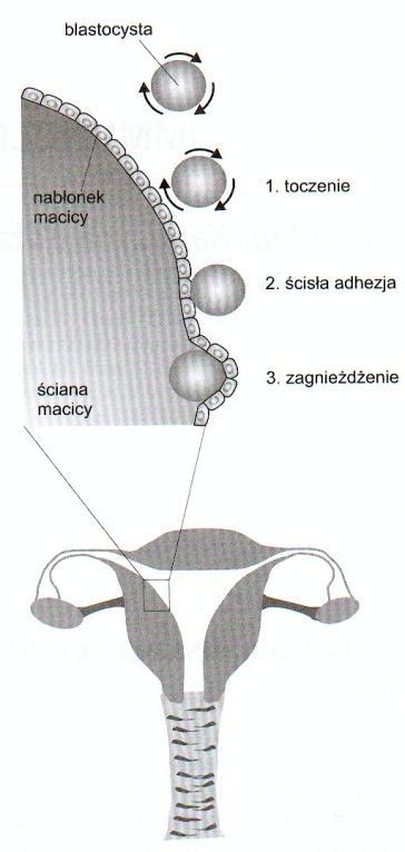 Implantacja zarodka U człowieka po ok. tygodniu od zapłodnienia dochodzi do implantacji zarodka (zagnieżdżenie w błonie śluzowej macicy).