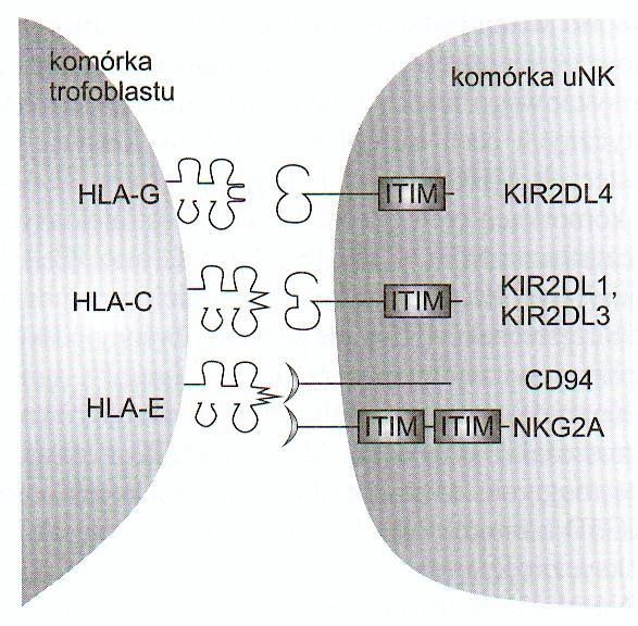 Komórki unk Komórki unk mają na swojej powierzchni receptory CD94/NKG2A wiążące się z HLA-E oraz receptor KIR2DL-4 wiążący się z HLA-G.