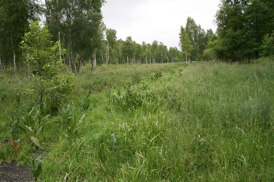 Chrzanowski, A. (2017). Motyle dzienne Papilionoidea okolic Słowińskiego Parku Narodowego. Acta Sci. Pol. Silv. Colendar. Ratio miejscach stwierdzonych gatunków.