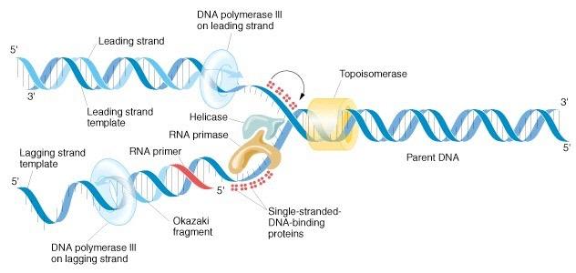 Kierunek syntezy DNA