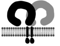 282 Dominik Lenart, Magdalena Druszczyńska Tabela 1. Lokalizacja receptorów Toll-podobnych u człowieka i myszy (Roach i współaut. 2005, Kumar i współaut. 2009).