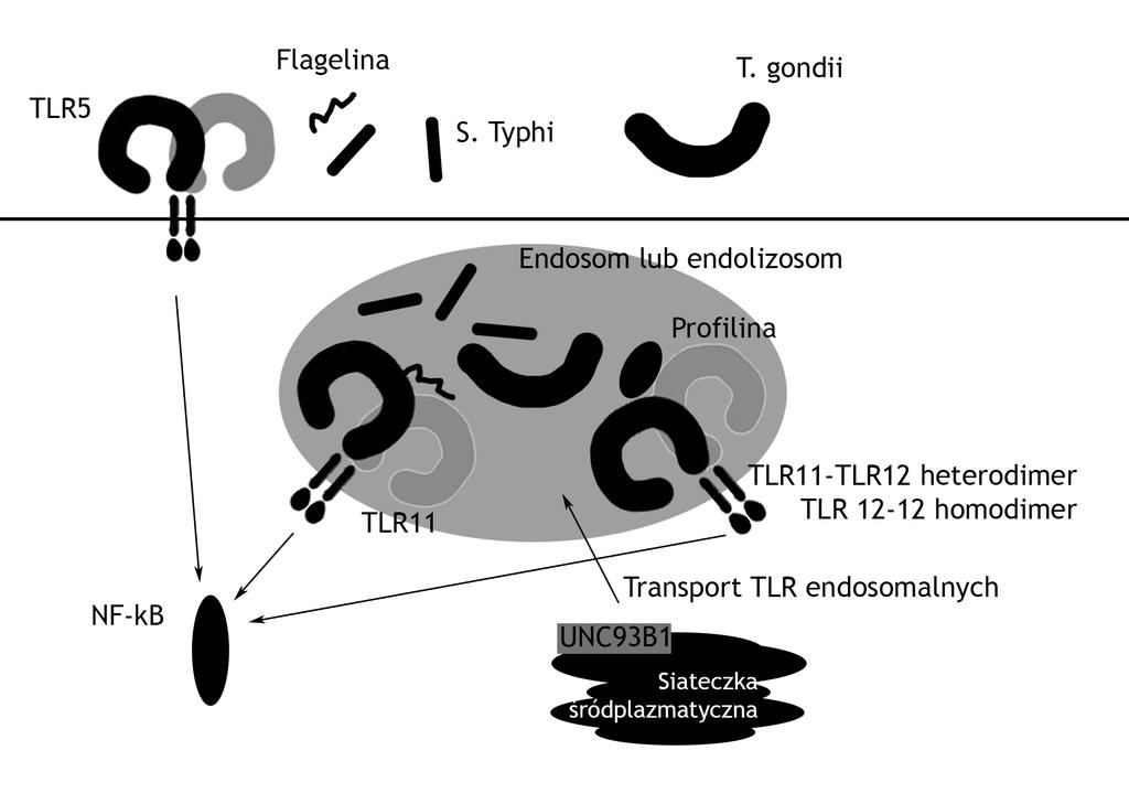 Tlr11 - receptor dla profiliny i flageliny 287 Ryc. 4. Aktywacja receptorów TLR odpowiedzialnych za wiązanie flageliny lub profiliny.