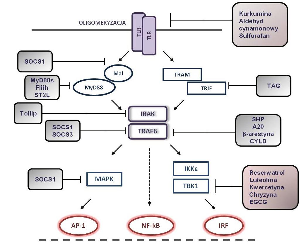 Postepy Hig Med Dosw (online), 2013; tom 67: 201-213 receptora Toll-podobnego [13, 41]. Ekspresję MyD88s wykryto w komórkach śledziony i w mniejszym stopniu w komórkach mózgu.