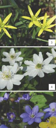 zawilec żółty Anemone ranunculoides, 3 złoć żółta Gagea lutea,