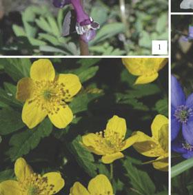 Hepatica nobilis (fot. B. Woziwoda) Photo 1-5.