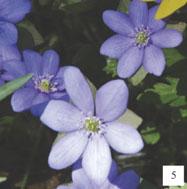 Corydalis solida, 2 Anemone ranunculoides, 3 Gagea lutea, 4