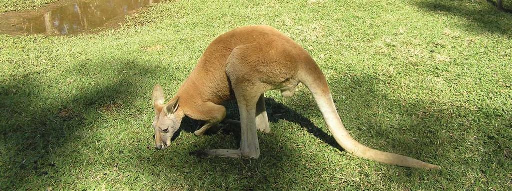 Egzotyka Wybrzeża Wyspy Północnej Zjawiska geotermalne Rotorua Egzotyczna flora i fauna Wielka Rafa Koralowa Sydney z operą i Harbour Bridge Plaże Surfers Paradise Nowa Zelandia Australia Auckland