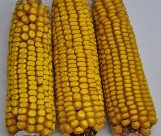 - Wywodzi się z odmiany amerykańskiej Wisconsin 25, zaaklimatyzowanej przez T.