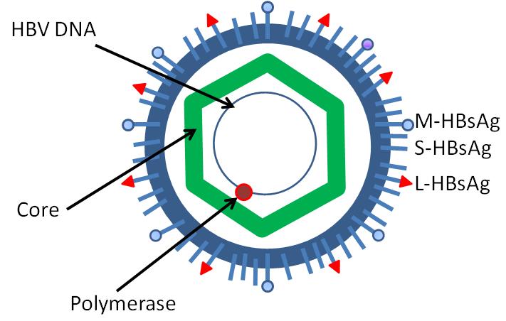 HBV - Hepatitis B Virus Simplified diagram of the structure of hepatitis B virus,