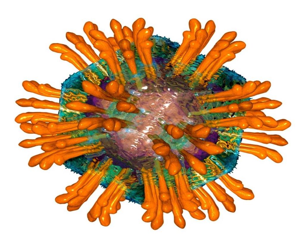 HCV WZW C Zakażenie wirusami zapalenia wątroby typu C (HCV - hepatitis C