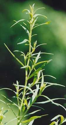 Bylica draganek, bylica estragon, draganek, bylica głupich,estragon (Artemisia dracunculus L.) gatunek ro liny należcy do rodziny astrowatych.