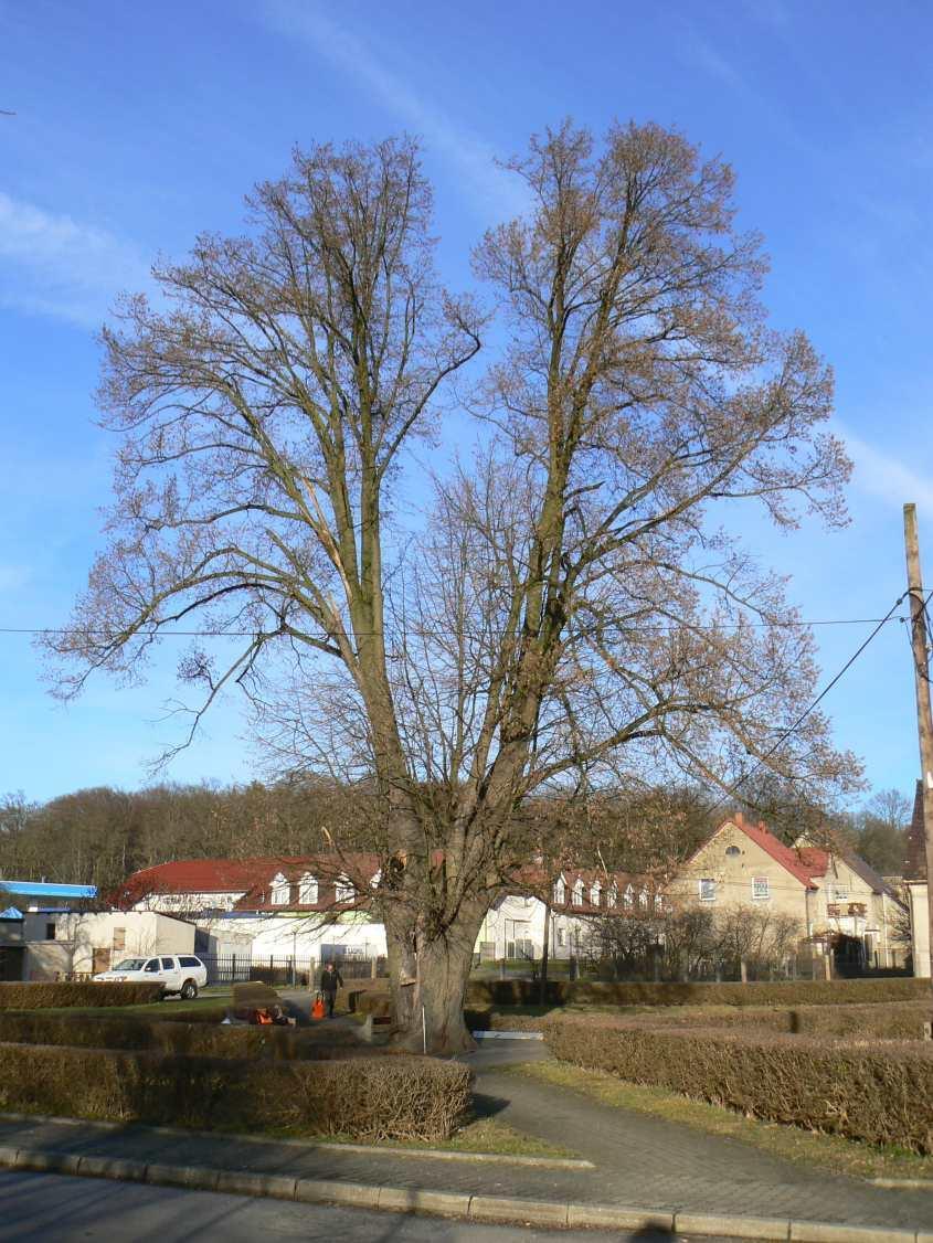 6. WYNIKI PRZEPROWADZONEGO BADANIA Tabela 1 Lipa srebrzysta Tilia tomentosa - podstawowe informacje inwentaryzacyjne Lp. Gatunek / rodzaj Obwód [cm] Wys.