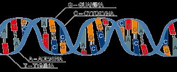 oględziny zwłok identyfikacja zwłok ludzkich Porównanie profilu genetycznego DNA DNA 9 (kwas deoksyrybonukleinowy, dawniej dezoksyrybonukleinowy) ma strukturę niciową i pod względem chemicznym