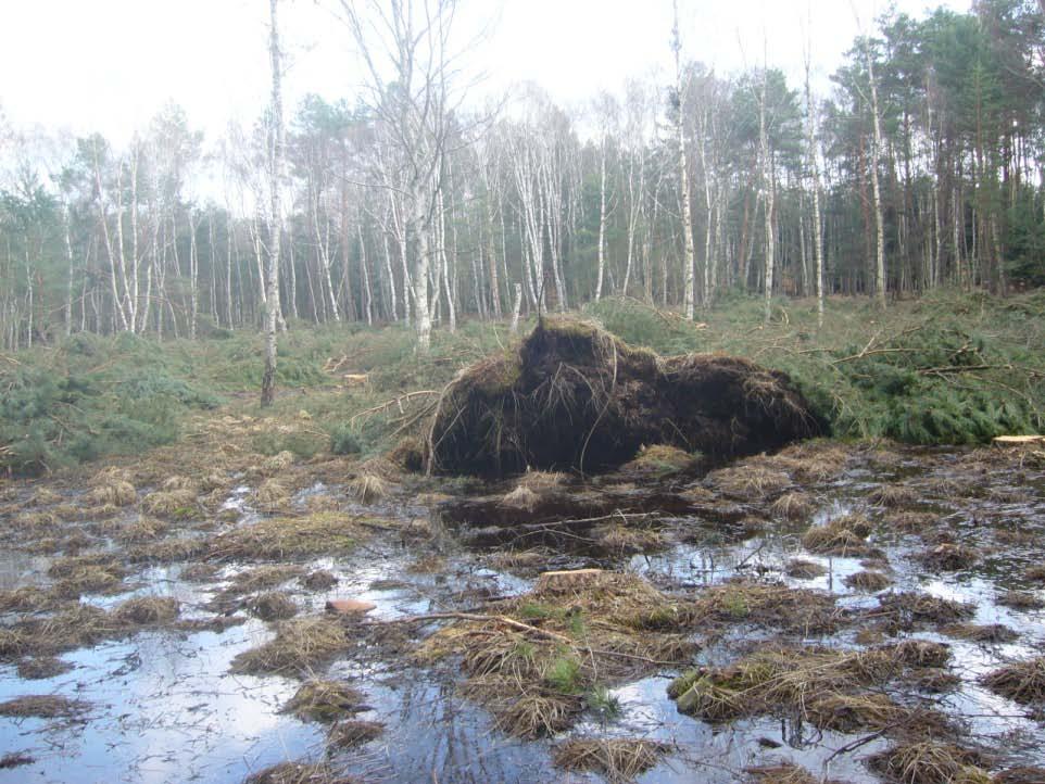 Metaplantacja Na wybranych pięciu powierzchniach na siedliskach torfowisk zniekształconych w leśnictwie Marwice planowane jest zdarcie wierzchniej warstwy roślinności, usunięcie warstwy