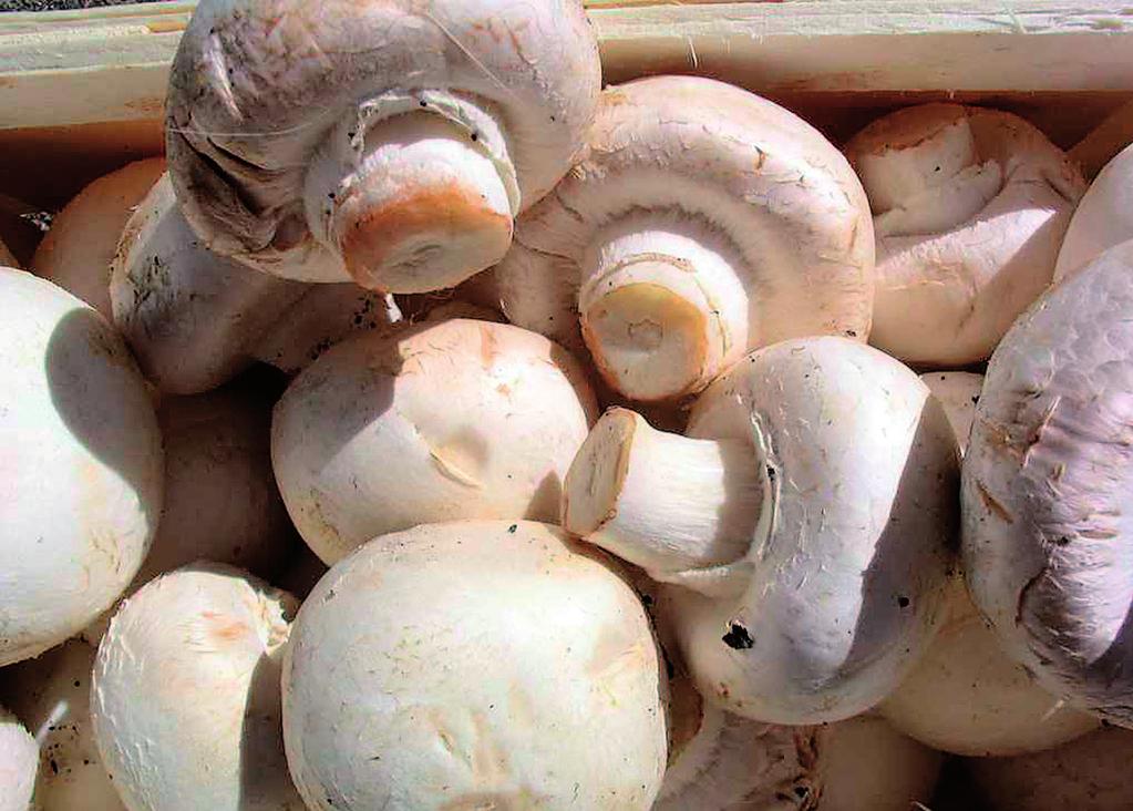 b o ta n i k a f a r m a c e u t y c z n a oraz Journal of Medicinal Mushrooms.