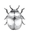 Przegląd Przyrodniczy XXV, 2 (2014): 91-100 Rafał Ruta Zabytkowy park w Kujanie koło Złotowa jako ostoja saproksylicznych chrząszczy (Insecta: Coleoptera) An old park in Kujan near Złotów as a refuge