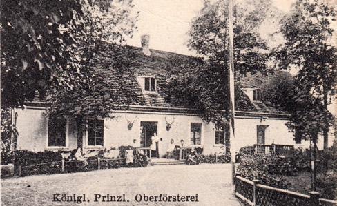 Enlarged part of a postcard issued by Oskar Bannach (the author s collection). Ryc. 3. Fig. 3. Sędziwe drzewa w parku w Kujanie. Od lewej: jesion (12.08.1997), dąb szypułkowy (18.02.