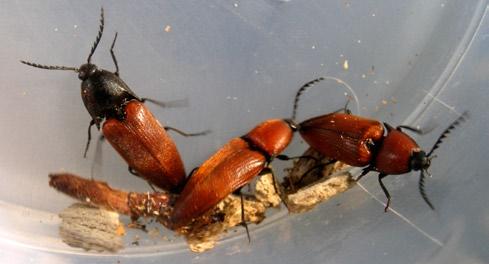 Przegląd Przyrodniczy XXV, 2 (2014) Ryc. 4. Fig. 4. Osobniki Elater ferrugineus w pułapce feromonowej w parku w Kujanie, fot. R. Ruta.