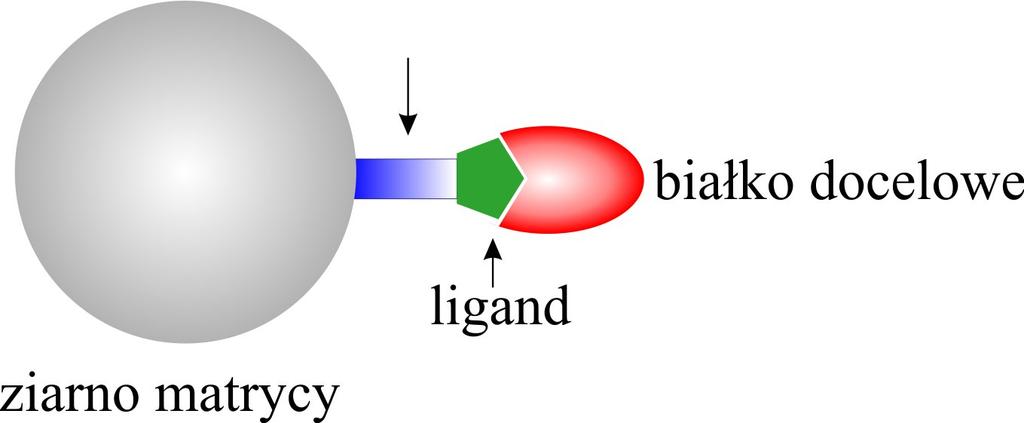 stałym nośnikiem. W technice AC specyficzny ligand jest kowalencyjnie przyłączony do obojętnej matrycy chromatograficznej (Rysunek 9).