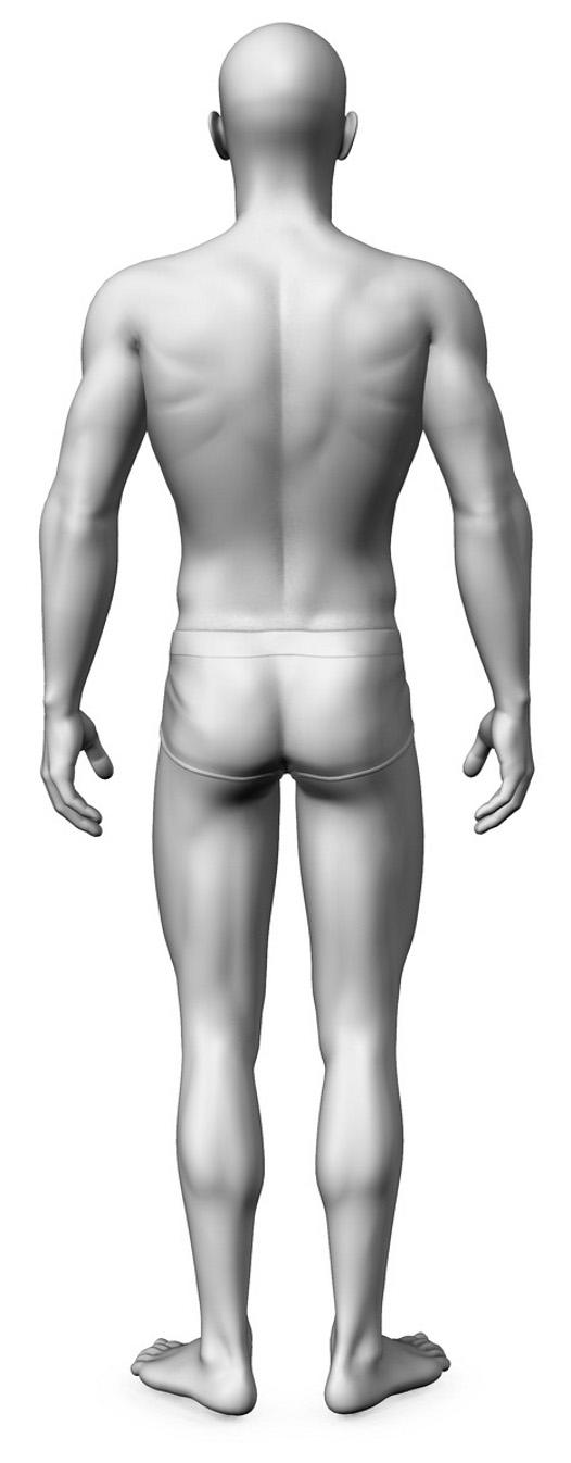 1. Układy budowa, choroby, objawy/systems structure, diseases, manifestations 18 jama czaszki cranial cavity łopatka scapula lędźwie loin pośladek buttock włosy hair kark nape ramię shoulder plecy