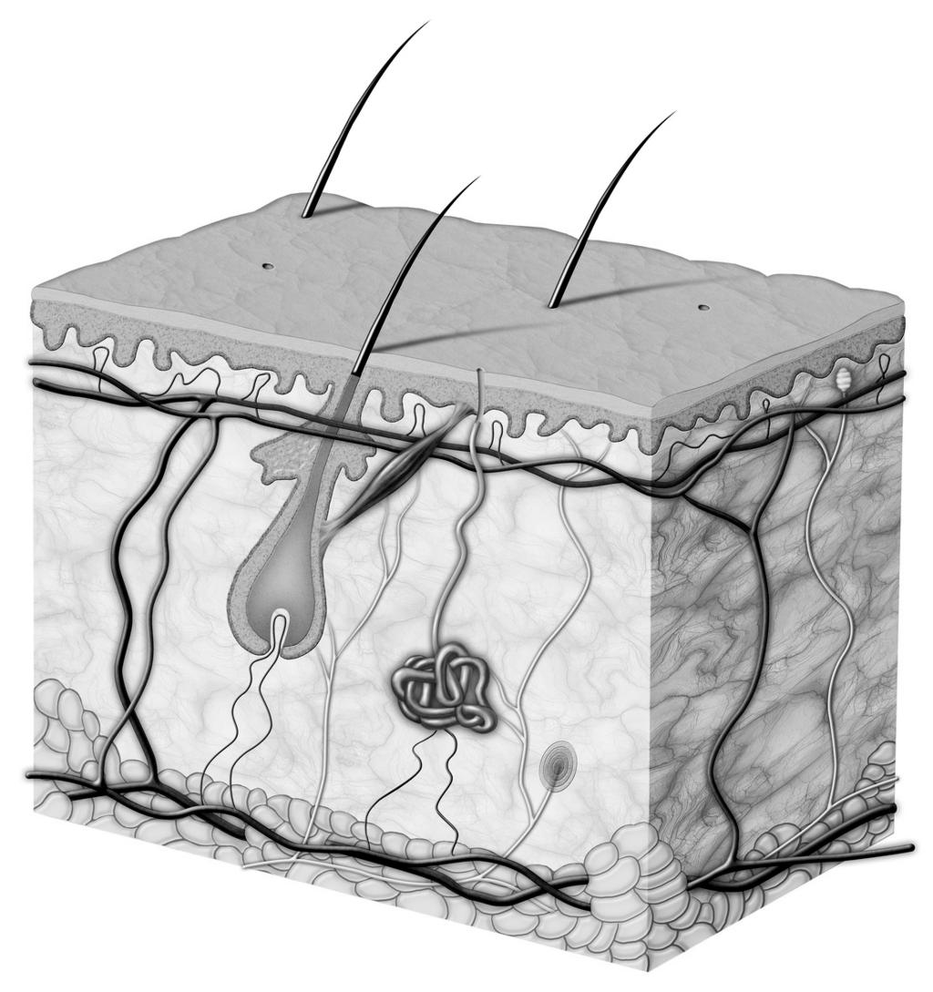 1. Układy budowa, choroby, objawy/systems structure, diseases, manifestations Skóra Skin 21 naskórek epidermis włos hair gruczoł łojowy sebaceous gland gruczoł potowy sweat gland mieszek włosowy hair