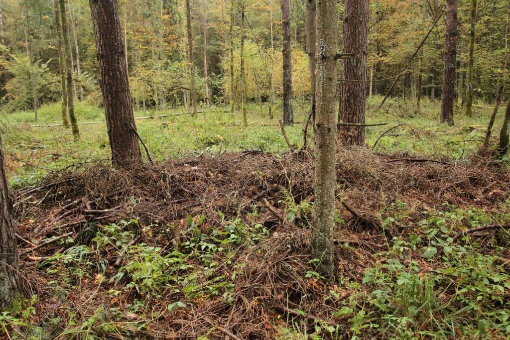siedliskach najsilniej przekształconych przez gospodarkę leśną o uproszczonym składzie gatunkowym (często prawie wyłącznie świerk Picea abies), ujednoliconej strukturze wiekowej drzewostanów, często