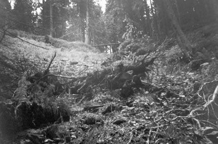 Ryc. 4. Profil poprzeczny przez fragment leja źródłowego potoku Olszowego Fig. 4. Cross-section of Domagałów headwater area CZYNNIKI ANTROPOGENICZNE WARUNKUJĄCE ZMIANĘ FUNKCJONOWANIA LEJÓW ŹRÓDŁOWYCH POTOKÓW GORCZAŃSKICH Ryc.
