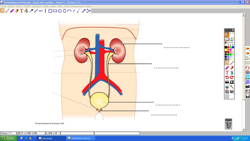 a) W trakcie pogadanki uczniowie poznają narządy tworzące układ wydalniczy oraz ich funkcje. Podpisują te narządy na schemacie na tablicy interaktywnej oraz wskazują je na modelu człowieka Ryc. 2.