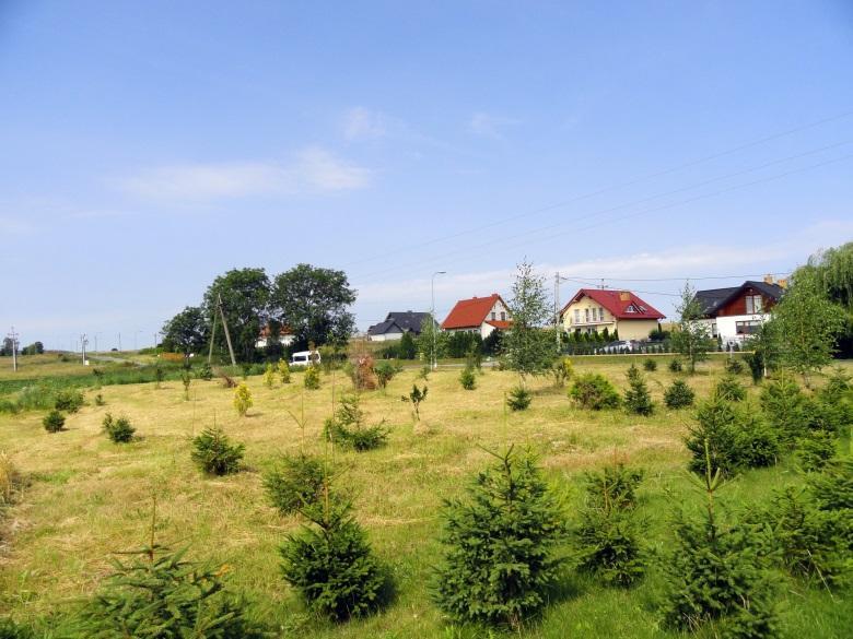 65. Różyny Il. 66.