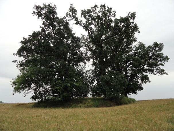 69. Żelisławki,