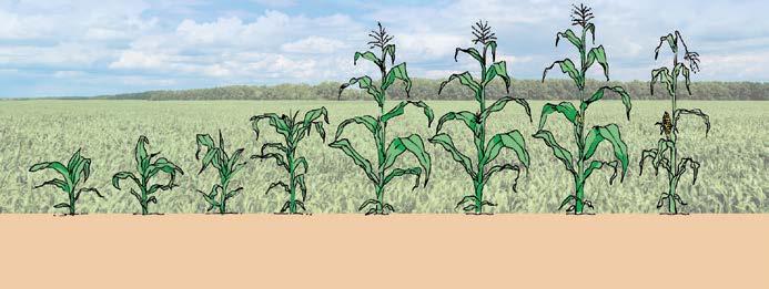 Zalecane rozpylacze rzepak Ochrona roślin Zalecane rozpylacze kukurydza Ochrona herbicydowa ropleg U TwinSprayCap FT 1,0 3,0 Herbicyd przedwschodowo TA 4,0 8,0 T 1,5 3,0 PRE 1,5 8,0 TA 4,0 8,0 T 1,5