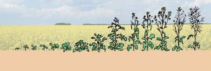 rozpylacze kukurydza Ochrona roślin: fungicydy i insektycydy 1,5 4,0 F 1,0 4,0 4,0 1,5 2,5 TA 4,0 8,0 T 1,5 3,0 RSM pur 4,0 8,0 1,5 3,0 TA 4,0 8,0 T 1,5 3,0 4,0 8,0 1,5 3,0 ropleg U TwinSprayCap FT