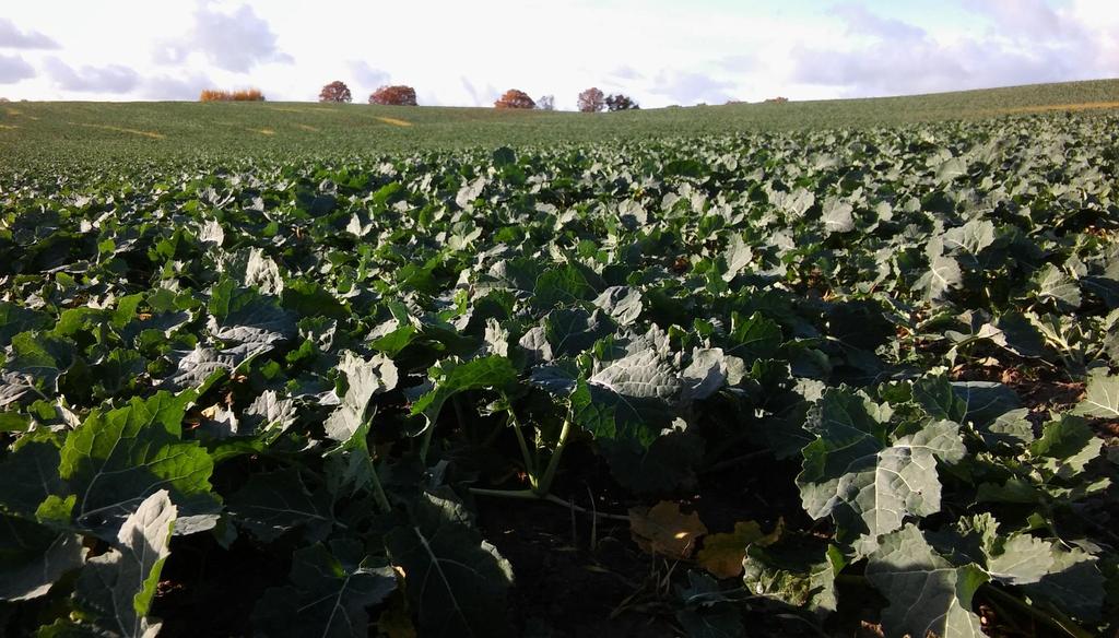 Jest silnym biostymulatorem szybko regenerującym rośliny