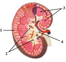 4. Na rysunku nr 2 przedstawiono wewnętrzną budowę nerki. W którym punkcie podano poprawne nazwy struktur oznaczonych na rysunku cyframi 1-4? rys. 2 5.