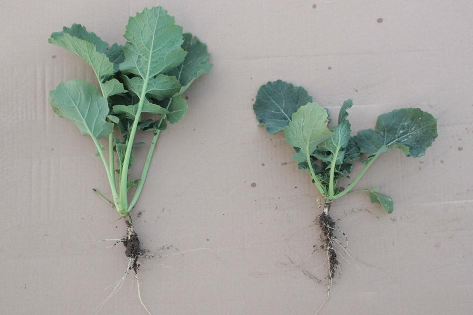 Fot. 5. Po lewej roślina kontrolna rzepaku ozimego, nie opryskana regulatorem wzrostu, po prawej roślina rzepaku ozimego po zastosowaniu preparatu Caryx 240 SL w dawce 1,0 l/ha; 18.10.2012 r.