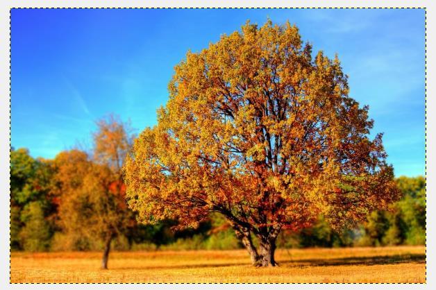U nas jest to fotografia o nazwie Drzewo.jpg. Rysunek 89.