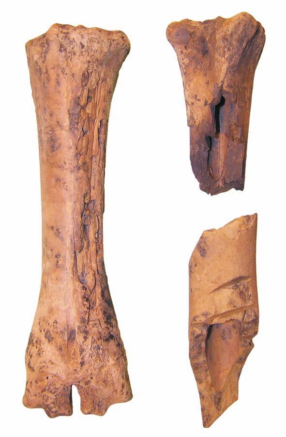 s tudia archeozoologiczne... 305 Ryc. 8. Tum, st. grodzisko. Majdan S, faza II, nr inw. 923/2009. Bydło: a) k. śródręcza ślady prażenia na trzonie, b) k. śródstopia ślady prażenia, c) k.