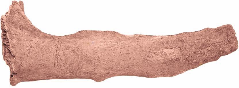Cattle: a) metacarpal traces of roasting on the shaft, b) metatarsal traces of roasting, c) femur traces of chopping perpendicular to the long axis of the shaft. Ryc. 9. Tum, st. grodzisko.