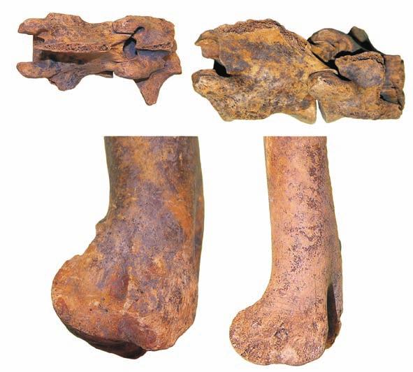 s tudia archeozoologiczne... 307 Ryc. 2. Tum, st. grodzisko. Negatywy ostrego narzędzia: a) owca/koza kręgi lędźwiowe, ślady odcinania wyrostków poprzecznych (majdan S, faza IIB, nr inw.