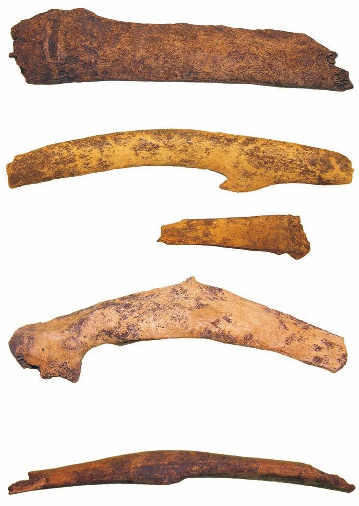 s tudia archeozoologiczne... 32 Ryc. 36. Tum, st. grodzisko. Deformacje żeber bydła na skutek złamania/pęknięcia: a) majdan S (faza II, nr inw.