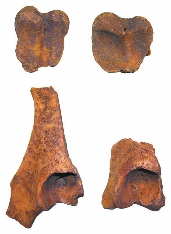 s tudia archeozoologiczne... 323 Ryc. 38. Tum, st. grodzisko Bydło: a) człon palcowy bliższy tylny, zwyrodnienia w okolicach powierzchni stawowej końca bliższego (majdan S, faza II, nr inw.