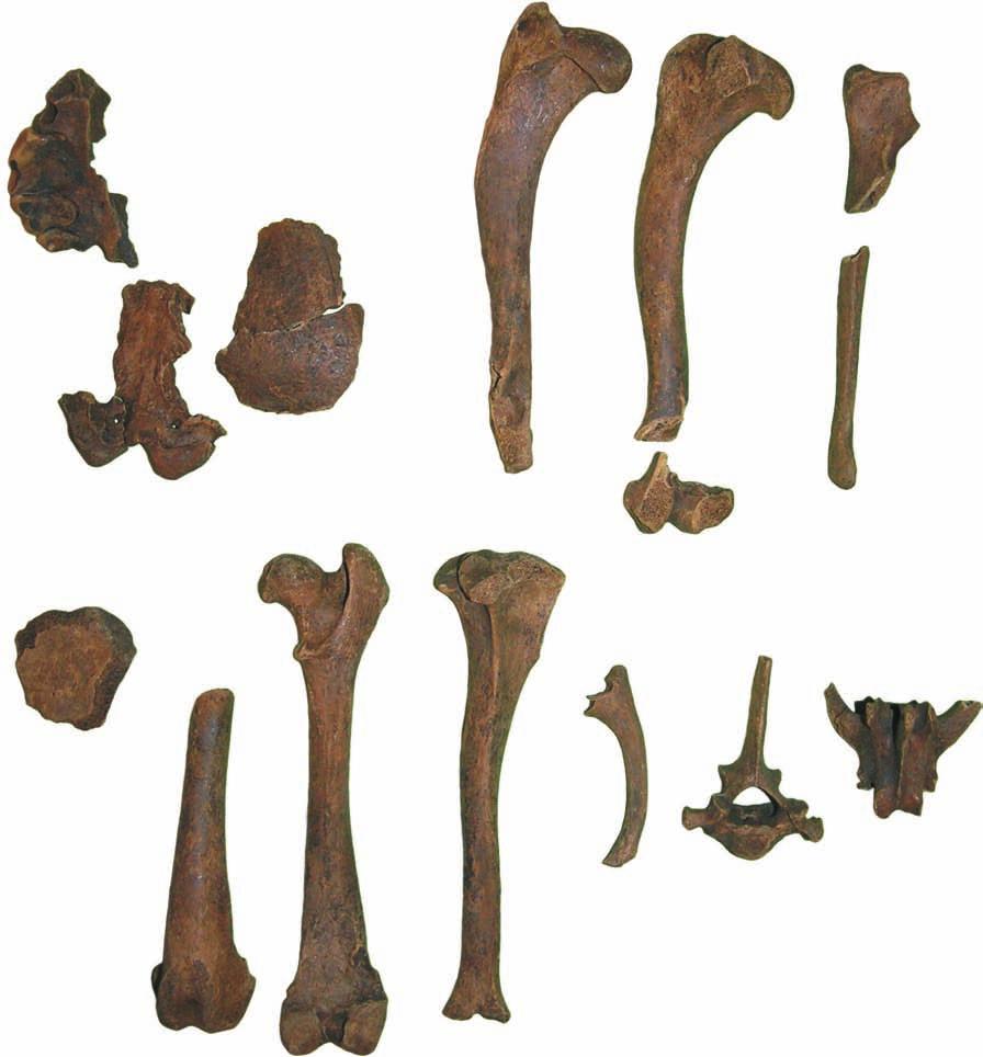 s tudia archeozoologiczne... 353 Z kępy przygrodowej, z ob. 46, pochodzi kościec konia, z którego zachowały się pozostałości czaszki, żebra oraz niektóre z kości kończyny miednicznej (tabela 38, ryc.