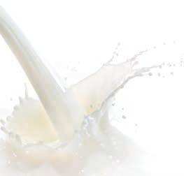 VACUPRE FOOD Wielowarstwowy wąż z termoplastycznego kauczuku, wzmocniony spiralą ze stali ocynkowanej i siatką z przędzy poliestrowej, do zasysania i tłoczenia mleka.