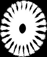 użycia: Optymalne zastosowanie na szlifierkach kątowych wysokoobrotowych 153512 POS RBG 11512/22,2 ST 0,50 Zamówienie jednostki opakowaniowej 10 sztuk bez symbolu POS.