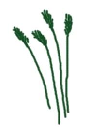 Biomasa to materia pochodzenia organicznego.