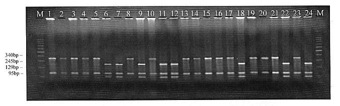 bp (rys. 1). Rys. 1. PCR produkt uzyskany przy zastosowaniu zestawu starterów HD1 charakterystyczny dla allela Pina-D1a.