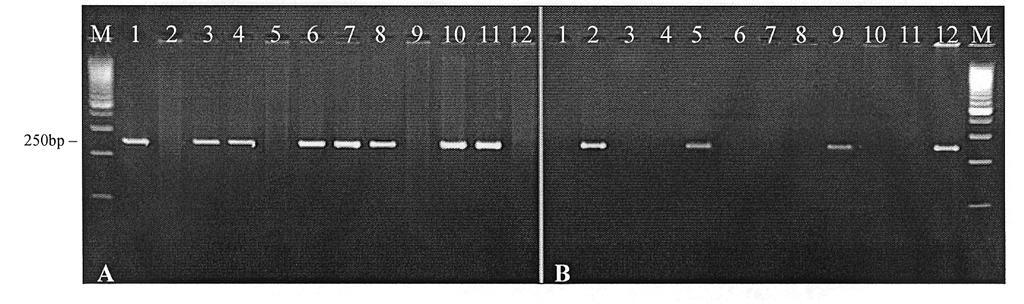 Produktów PCR nie otrzymywano u odmian z formą nullową tego genu (allel Pina- D1b).