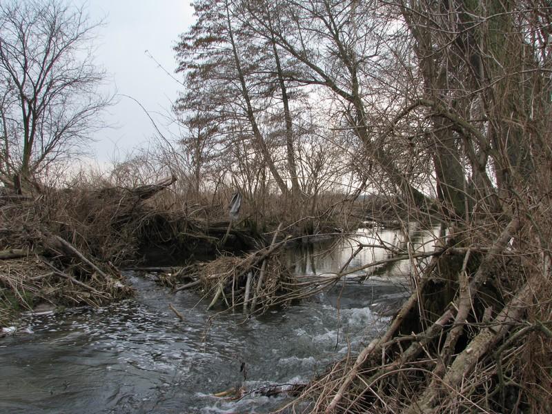 Wpływ działalności bobrów na lokalne procesy fluwialne 27 Fot. 4.