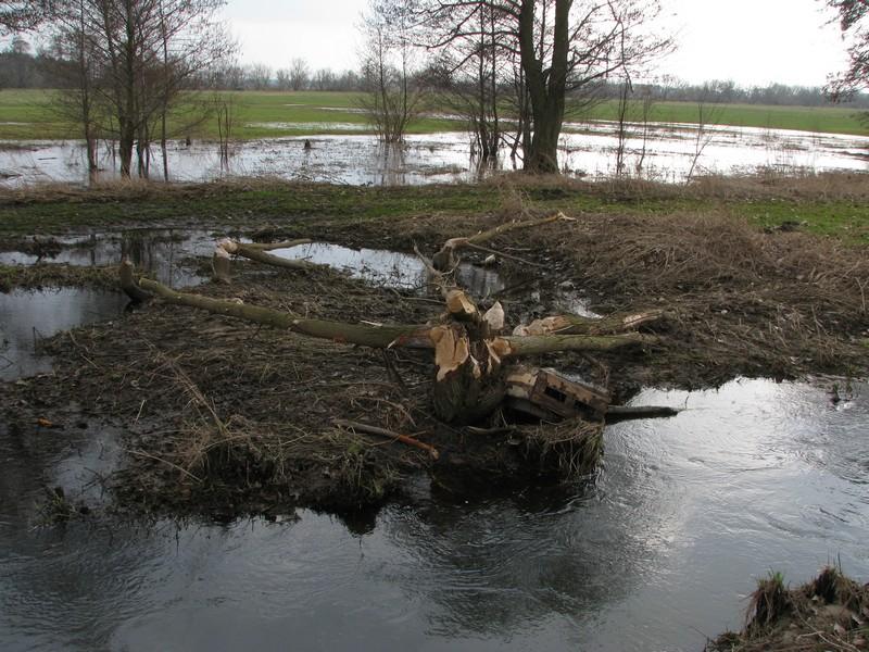 Partly damaged beaver dam in the Igla river channel (photo: E. Kobojek, March 2010) Fot. 5. Dolina Igli.